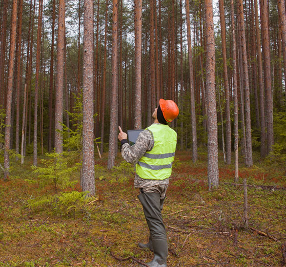 man surveying woods